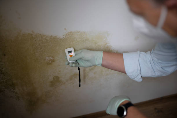 Best Insurance-Related Mold Remediation in Holiday City South, NJ